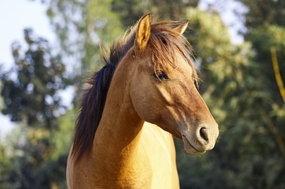 阿拉伯马头部摄影图片